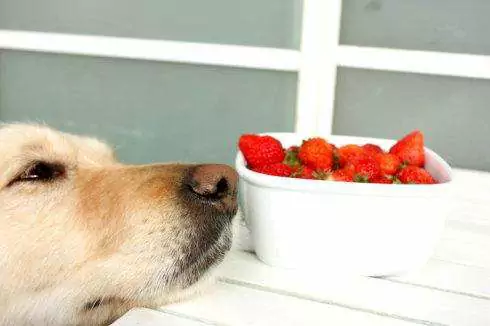 狗能吃草莓吗？狗吃水果的注意事项