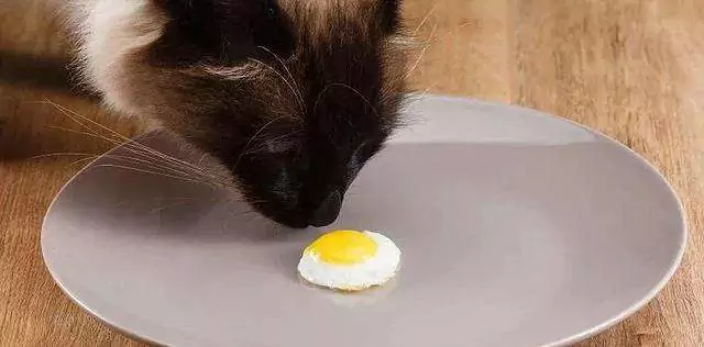 猫咪能吃鸡蛋吗?猫的禁忌食物