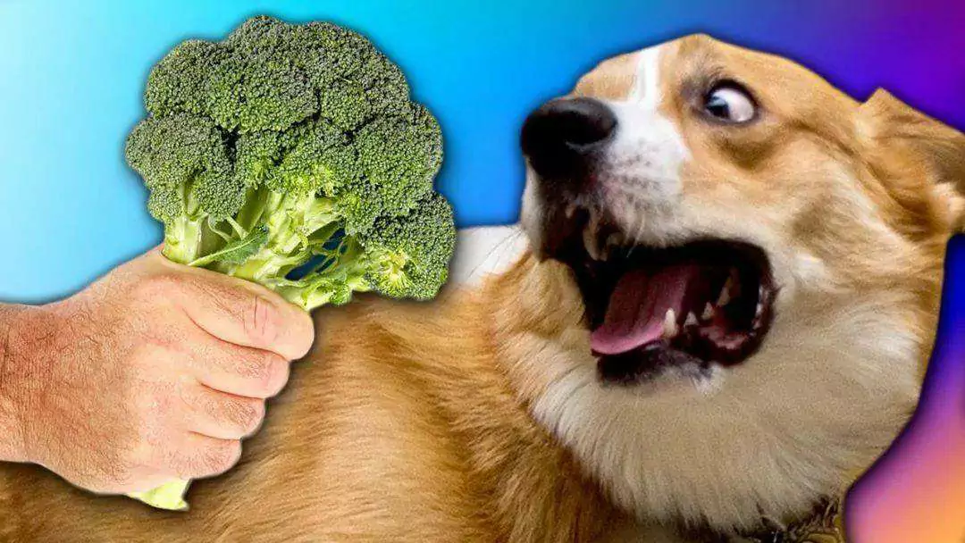 狗可以吃西兰花吗？西兰花对狗的好处