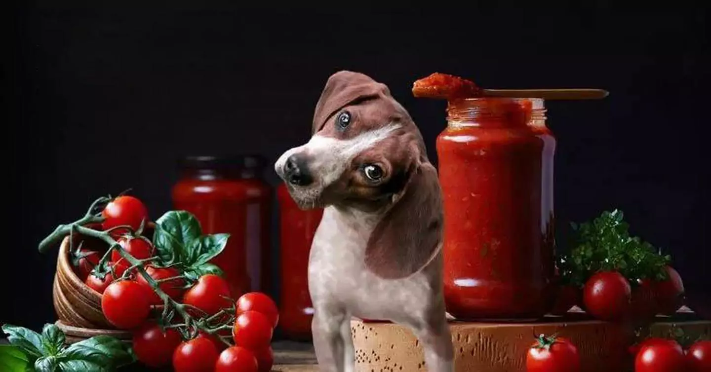 狗能吃西红柿吗?西红柿对狗狗有什么好处