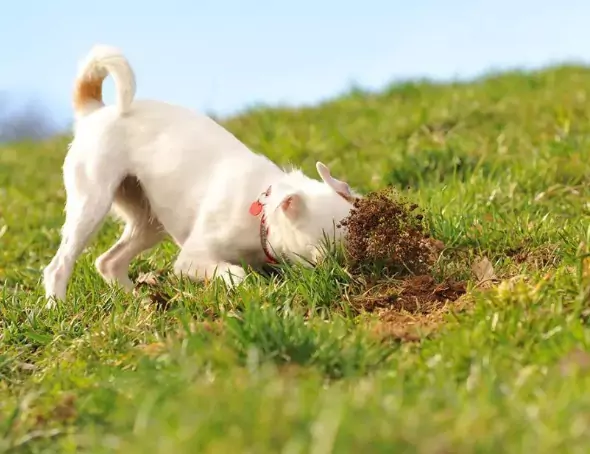 为什么我的狗吃泥土？狗狗吃泥土的五大原因？