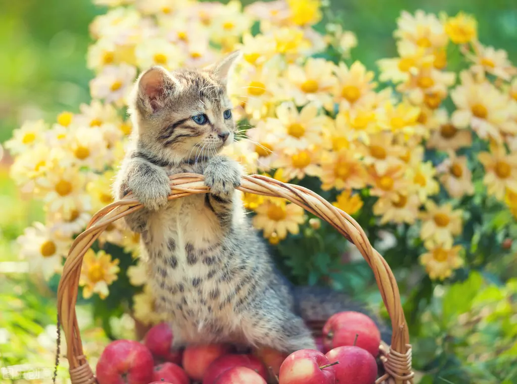 猫能吃苹果吗？猫猫吃苹果的好处