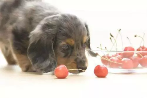 狗能吃樱桃吗？狗狗吃樱桃的坏处？