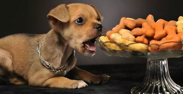 狗能吃坚果吗？坚果和种子对狗狗有害吗？