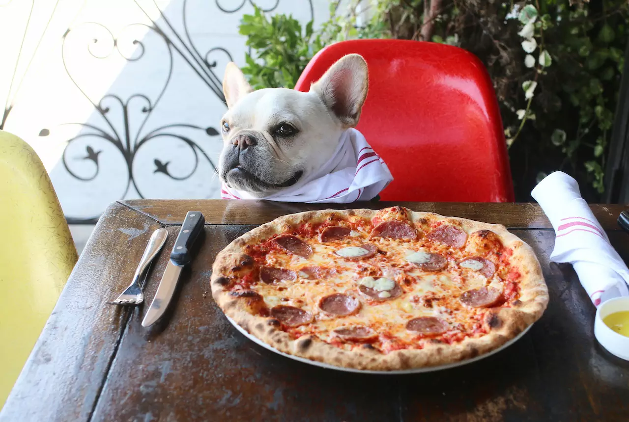 狗能吃披萨吗？披萨成分对狗有害吗？