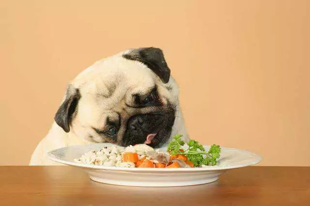 狗狗能吃米饭吗？狗狗经常吃米饭可以吗