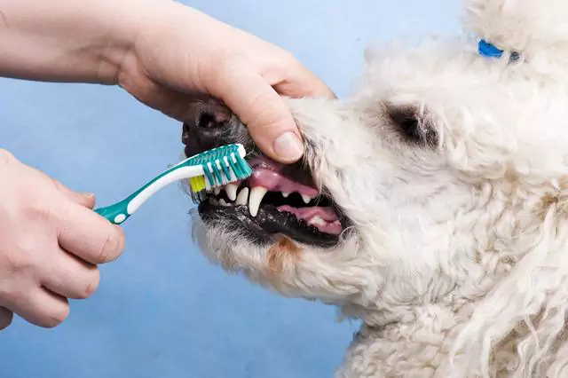 你应该多久给你的狗刷牙一次？