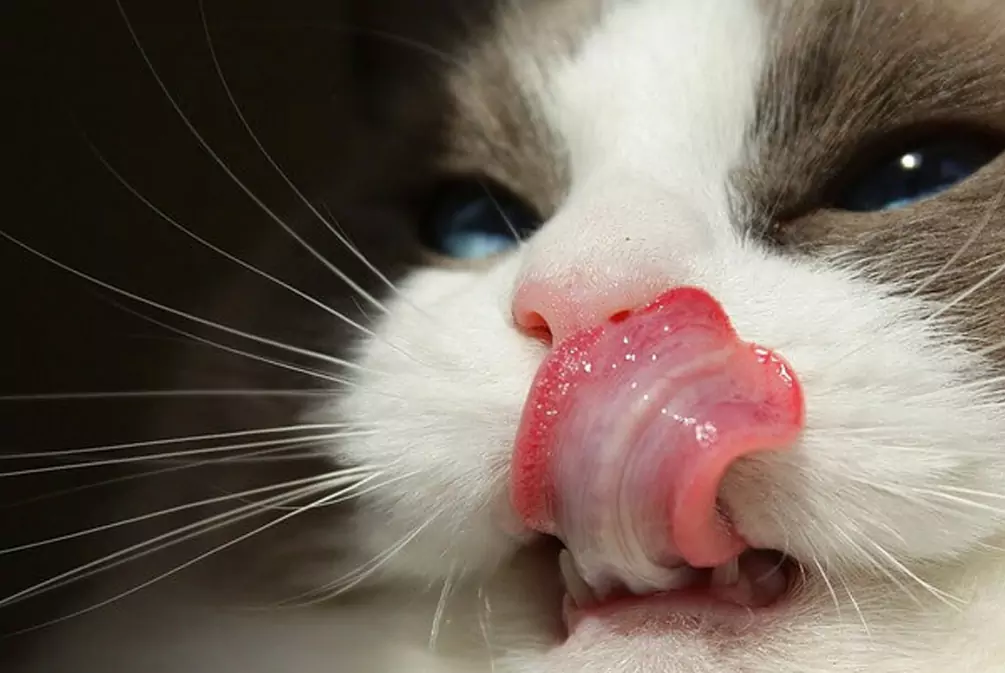 为什么猫舌头粗糙？