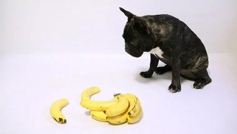 香蕉对狗有好处吗？狗狗为什么能吃香蕉？