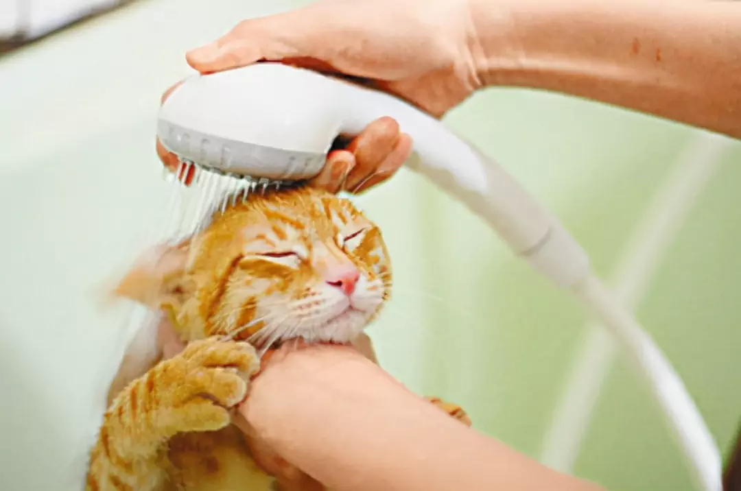 如何清洁猫的耳朵？新手养猫有耳垢怎么办？