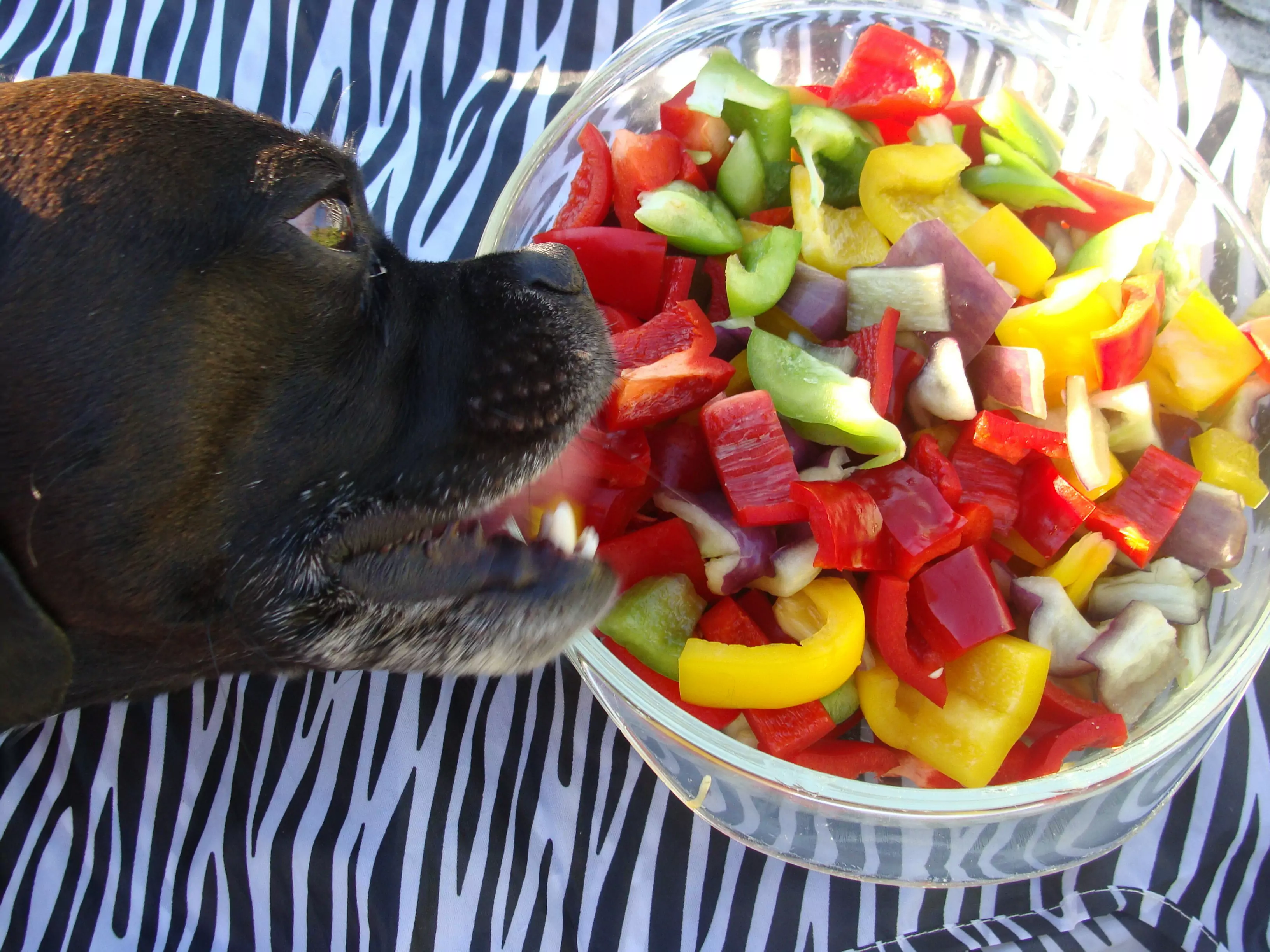 狗能吃辣椒吗？