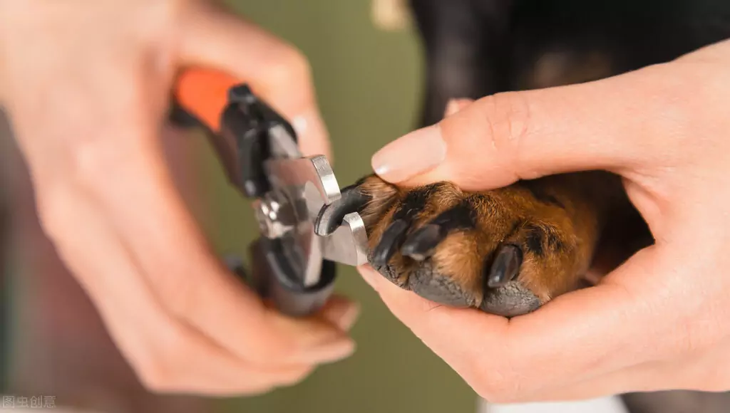 如何修剪狗指甲？狗狗脚趾甲过长的危害？