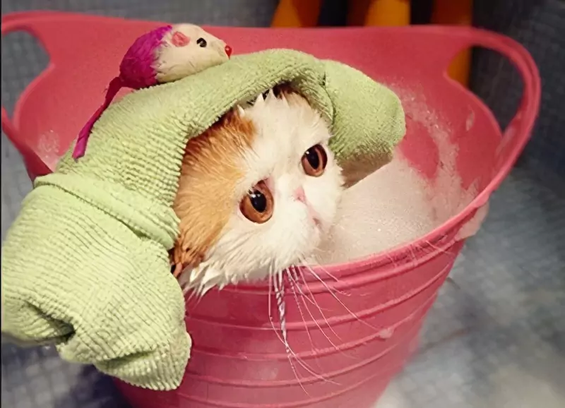 如何给猫洗澡？给猫咪洗澡的好处和坏处