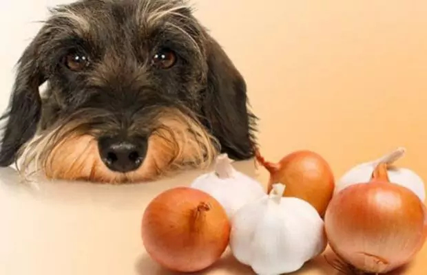 狗能吃大蒜吗？如何为狗狗准备大蒜？