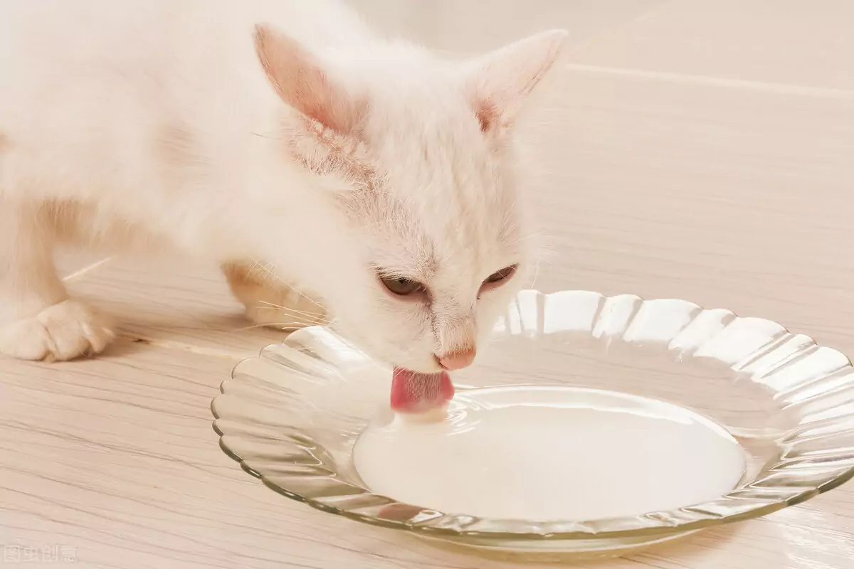猫能吃什么人类食物？对猫有益的食物？