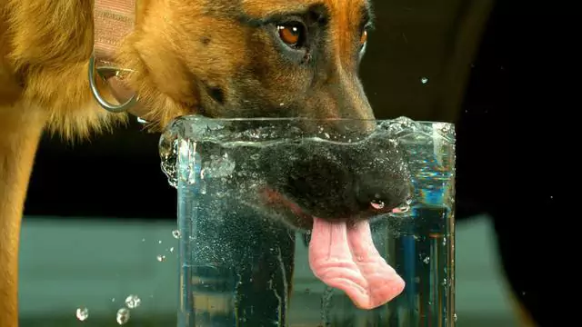 如何判断狗是否脱水？