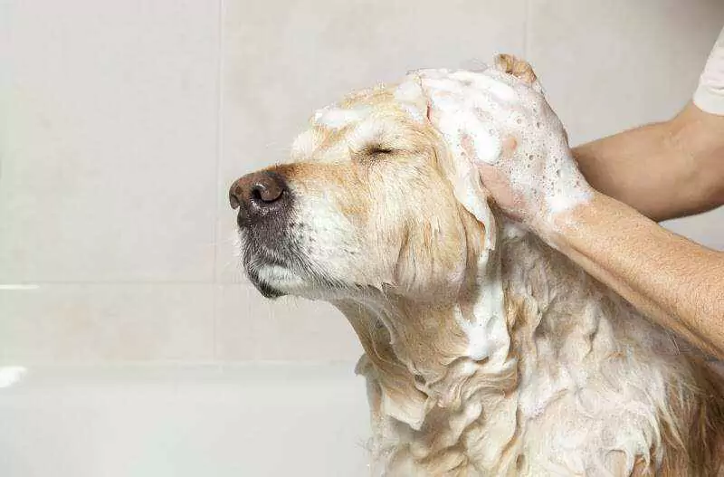 我应该多久洗一次我的狗?养小狗建议在家给它洗澡