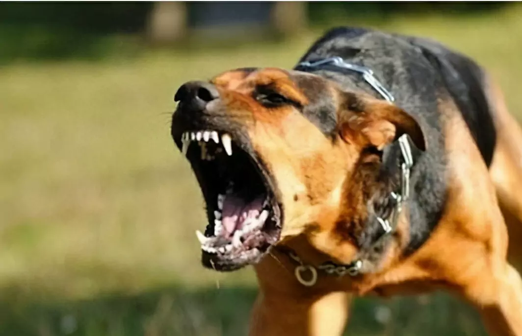 如何防止狗咬人？如何训练狗狗，让狗狗不再咬人？