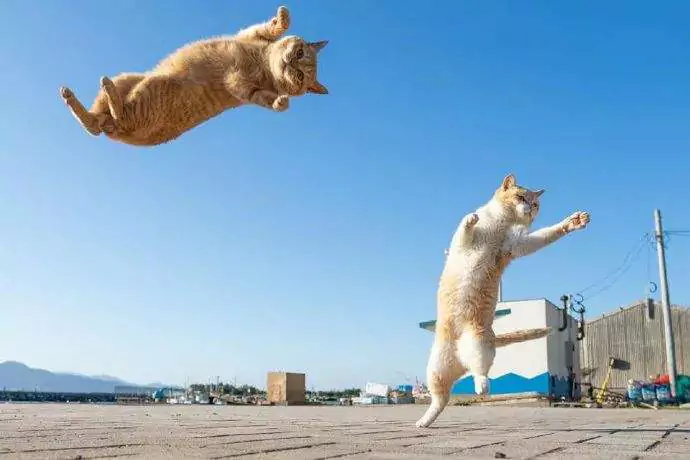 猫能跳多高？猫可以跳多远