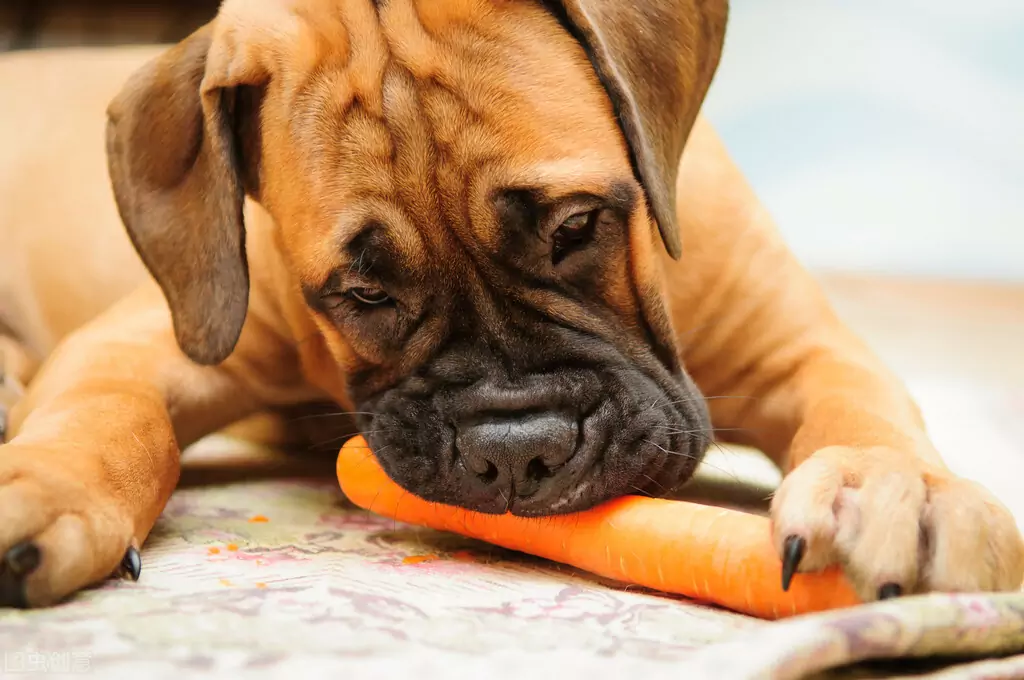 胡萝卜对狗有好处吗？胡萝卜的营养价值有哪些？