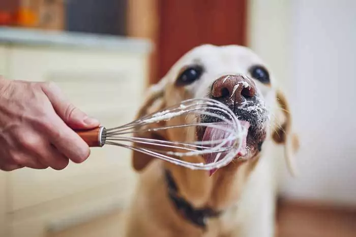 狗能吃奶油吗？奶油对狗狗有害吗？