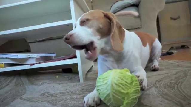 狗能吃卷心菜吗？吃卷心菜的好处