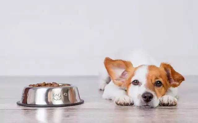 如何喂养腹泻的狗？狗狗腹泻的原因