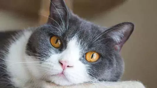 猫为什么打喷嚏？猫咪打喷嚏的原因有哪些？