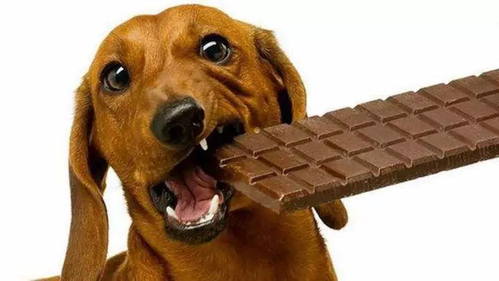 狗能吃巧克力吗？狗狗巧克力中毒有什么症状