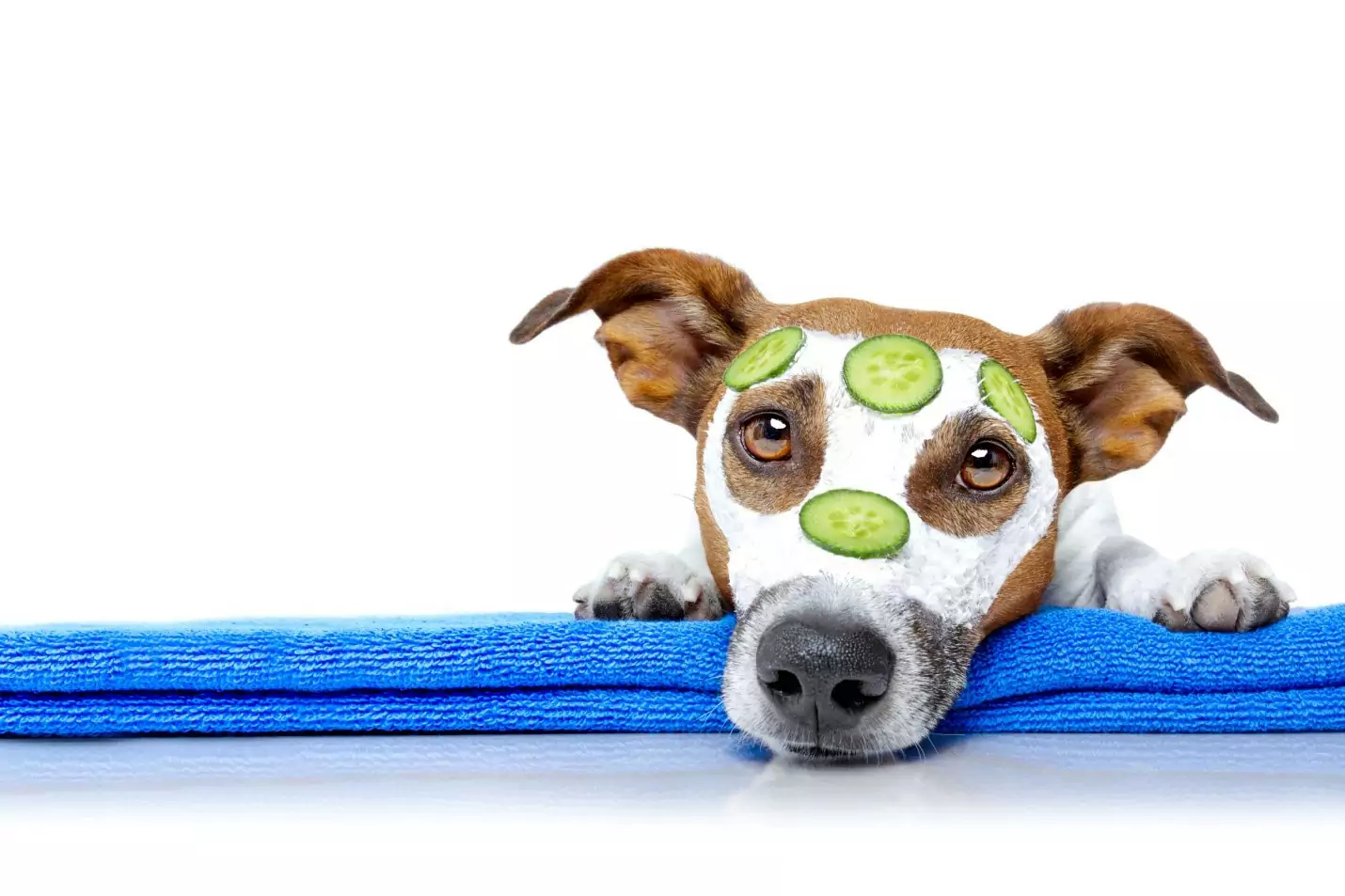 狗能吃黄瓜吗？给狗狗吃黄瓜有什么好处？