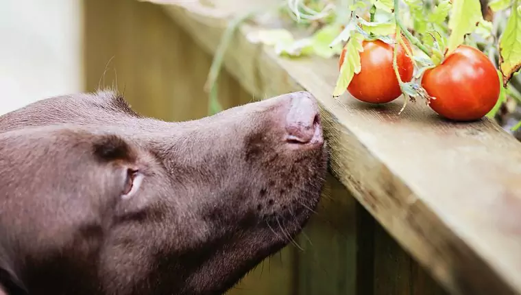 狗能吃西红柿吗？狗狗吃西红柿的好处和坏处