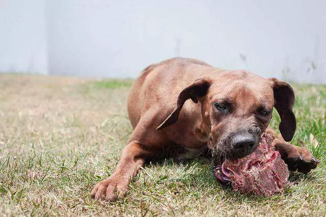 狗能吃生肉吗?狗狗吃生肉会变凶吗