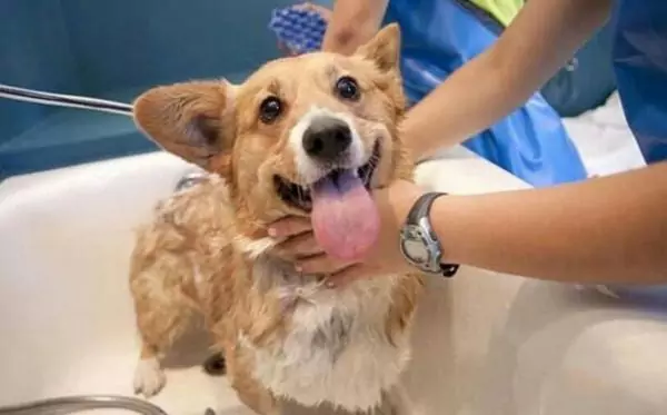 狗狗可以洗澡吗？